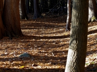 52316CrLeReUsm - An autumn walk in Greenwood Conservation Area.jpg